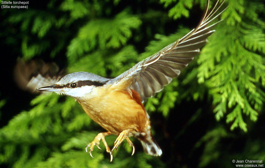 Eurasian Nuthatch