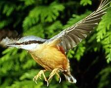 Eurasian Nuthatch