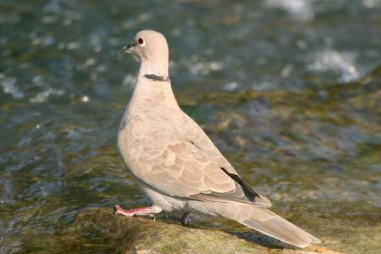 Eurasian Collared Dove