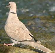 Eurasian Collared Dove