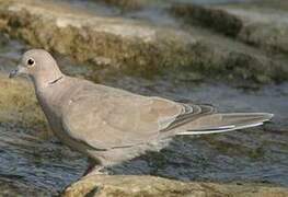 Eurasian Collared Dove