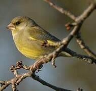 European Greenfinch