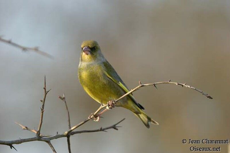 European Greenfinch