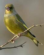 European Greenfinch