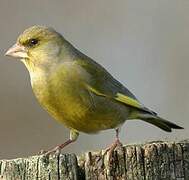 European Greenfinch