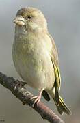 European Greenfinch