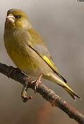 European Greenfinch