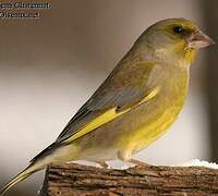 European Greenfinch