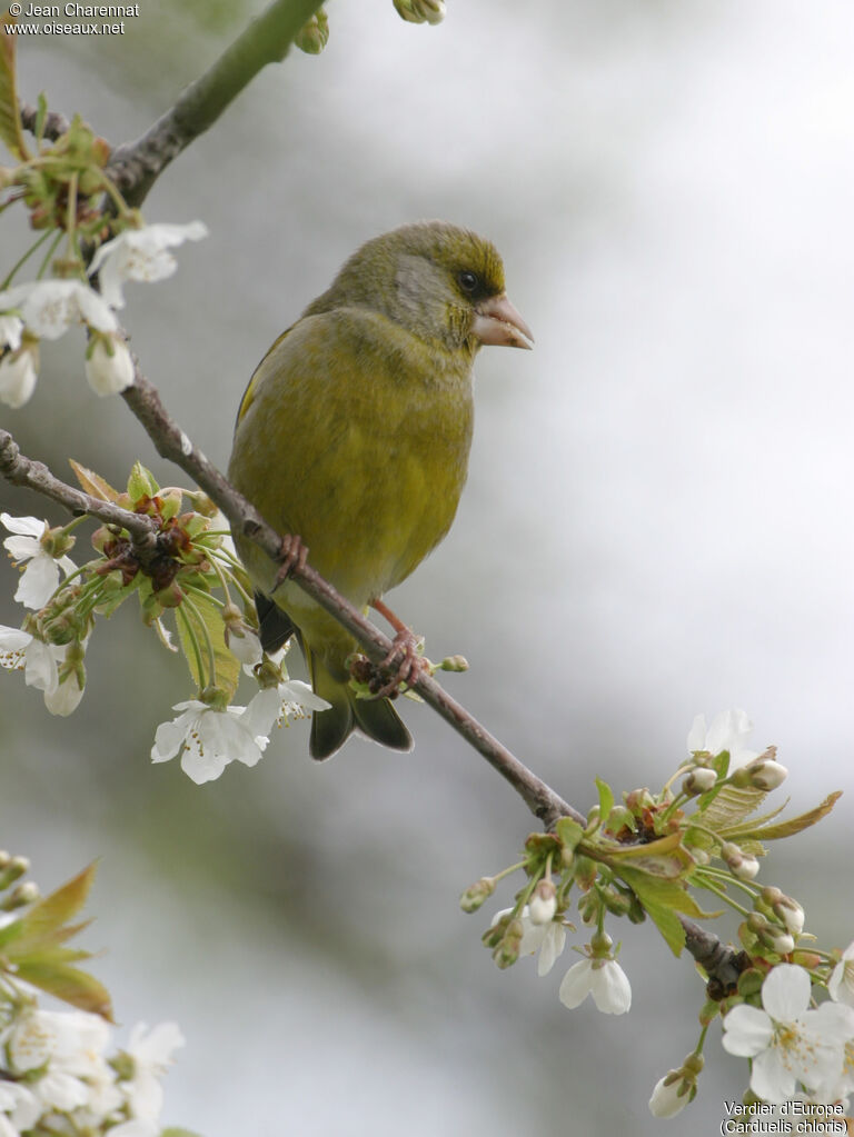 European Greenfinch