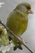 European Greenfinch