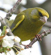 European Greenfinch