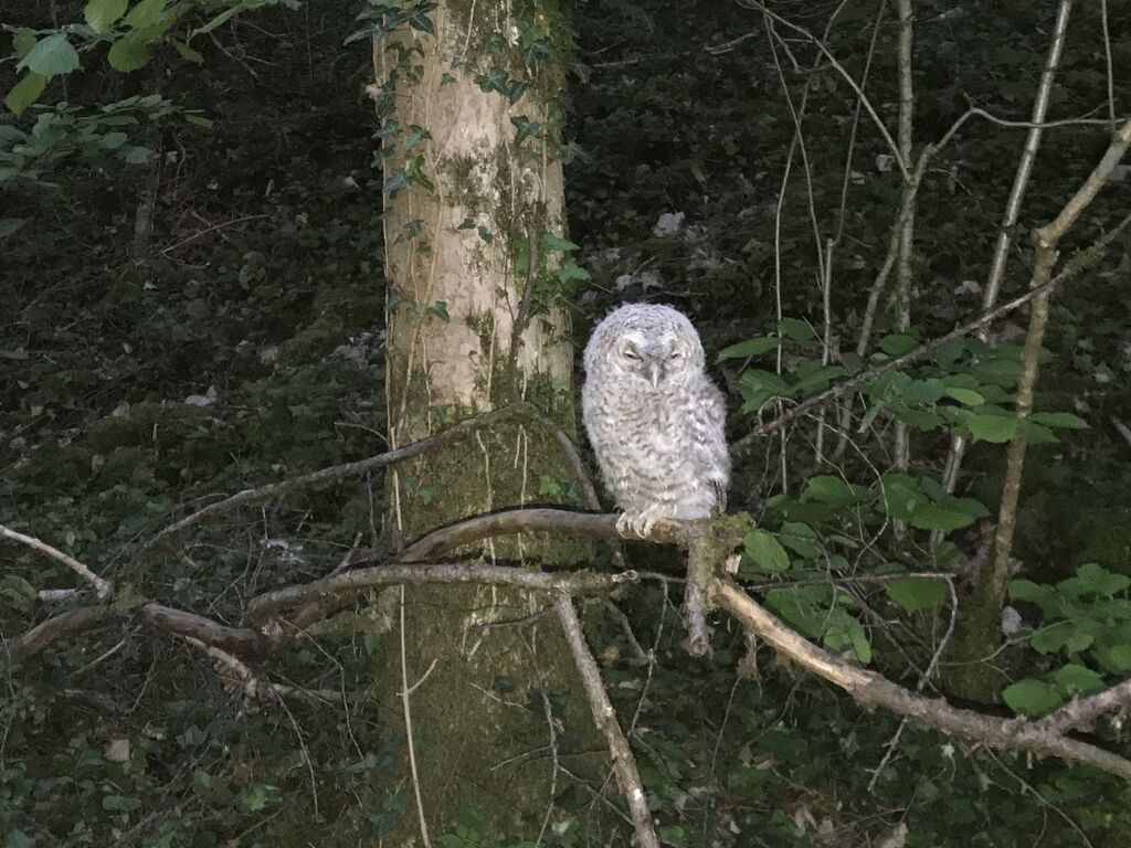 Tawny OwlPoussin, habitat, aspect