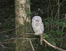 Tawny Owl