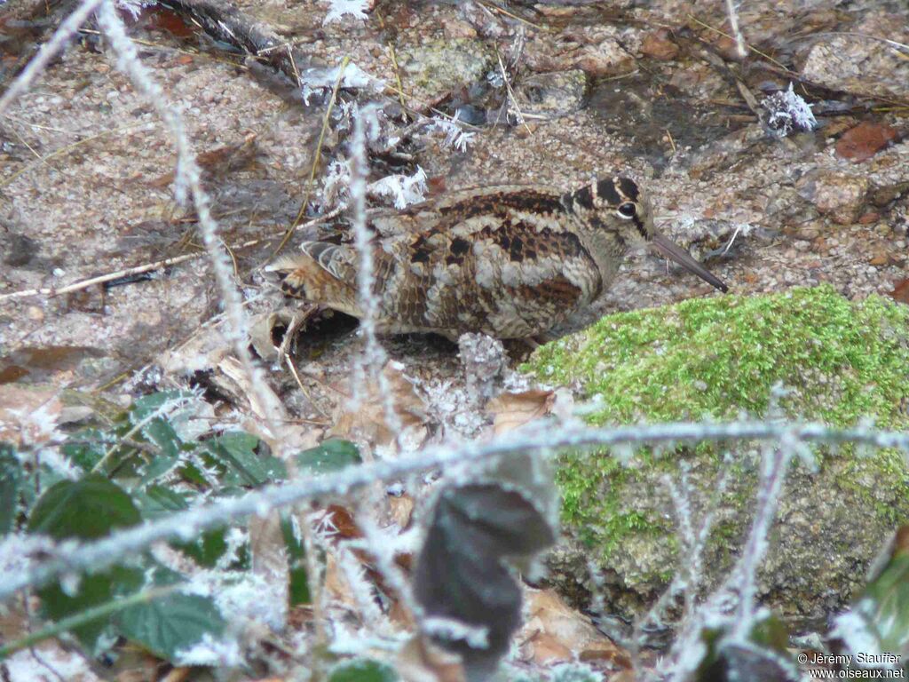 Bécasse des bois, identification