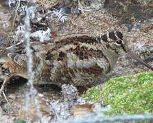 Eurasian Woodcock