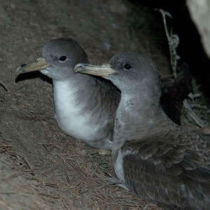 Puffin de Scopoli