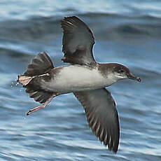 Puffin yelkouan