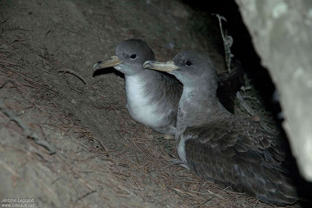 Scopoli's Shearwateradult breeding, close-up portrait