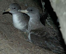 Scopoli's Shearwater