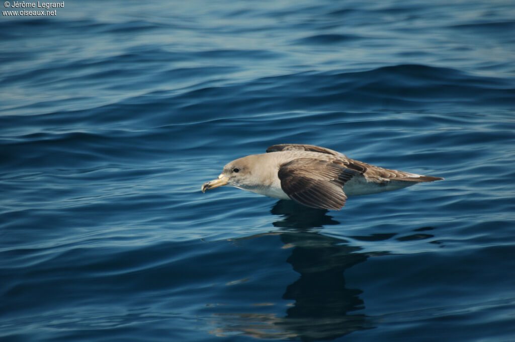 Puffin de Scopoliadulte