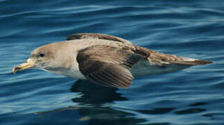 Scopoli's Shearwater