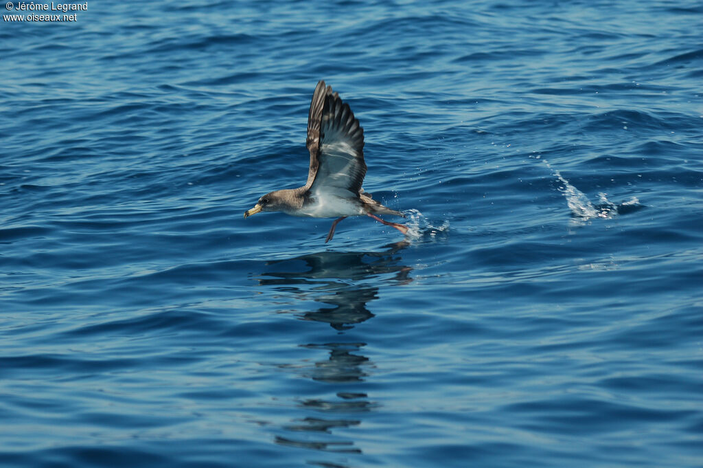 Puffin de Scopoliadulte