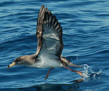 Scopoli's Shearwater