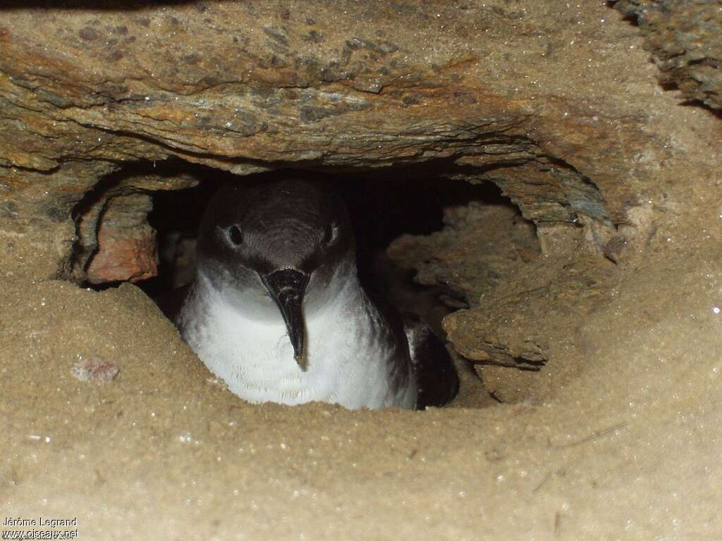 Yelkouan Shearwateradult, Reproduction-nesting