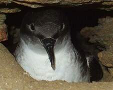 Yelkouan Shearwater