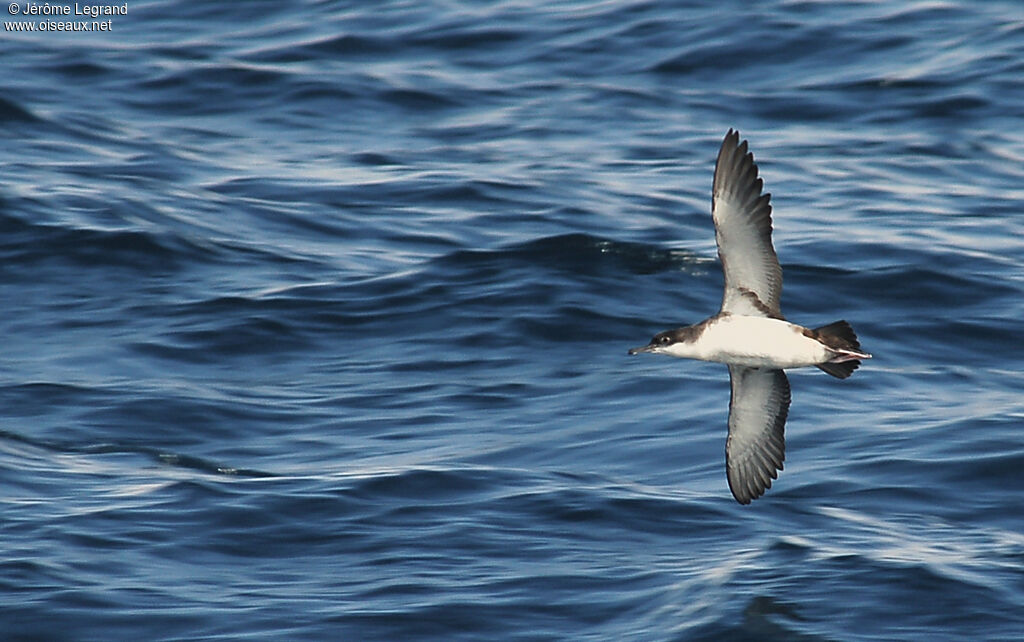 Yelkouan Shearwateradult