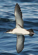 Yelkouan Shearwater