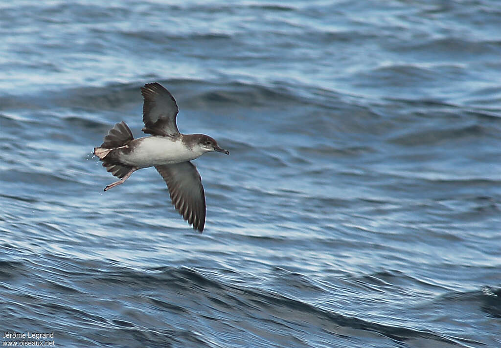 Yelkouan Shearwateradult, Flight