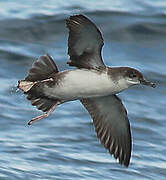 Yelkouan Shearwater