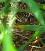 Woodlark