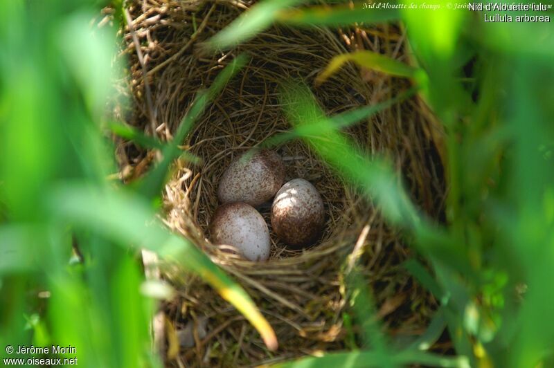 Woodlark, Reproduction-nesting