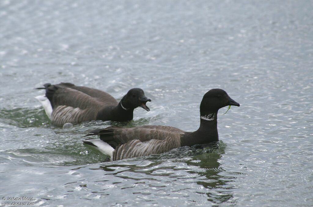 Brant Goose adult, identification, Behaviour