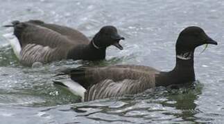 Brant Goose