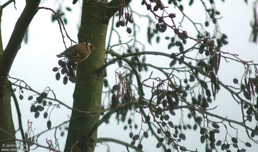 European Goldfinch male adult, identification, feeding habits