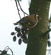 Chardonneret élégant