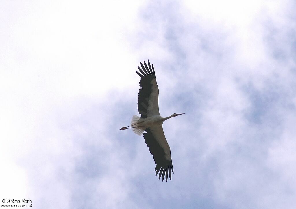 Cigogne blancheadulte, Vol