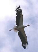 White Stork