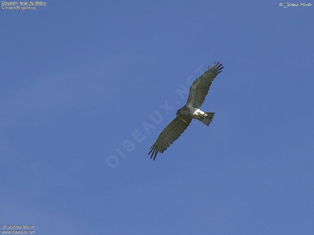 Short-toed Snake Eagleadult, Flight, feeding habits