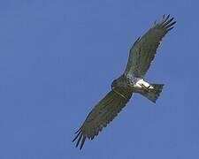 Short-toed Snake Eagle