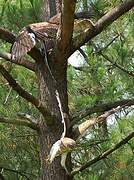 Short-toed Snake Eagle