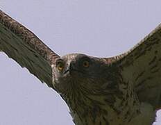 Short-toed Snake Eagle