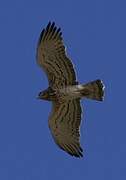 Short-toed Snake Eagle