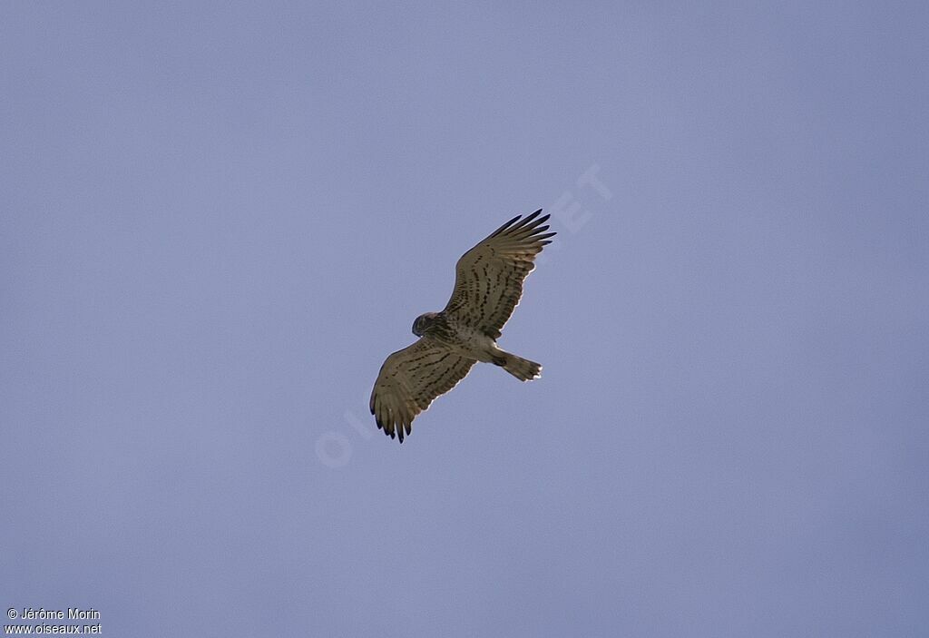 Short-toed Snake Eagleadult, Flight