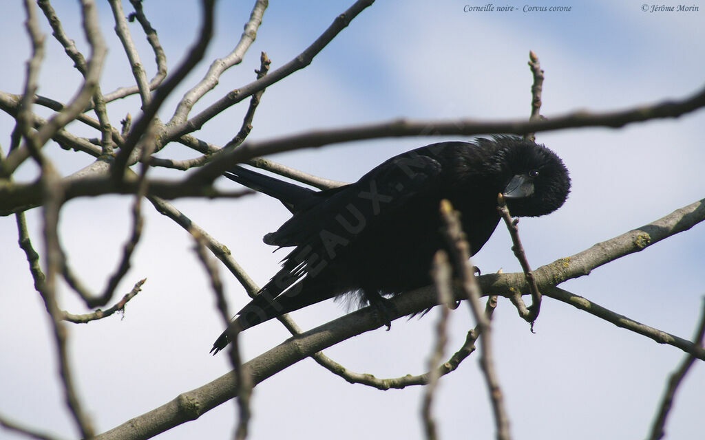 Carrion Crowadult, identification, Behaviour