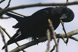 Carrion Crow