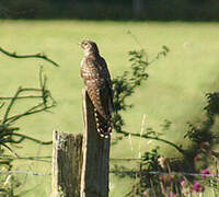 Common Cuckoo